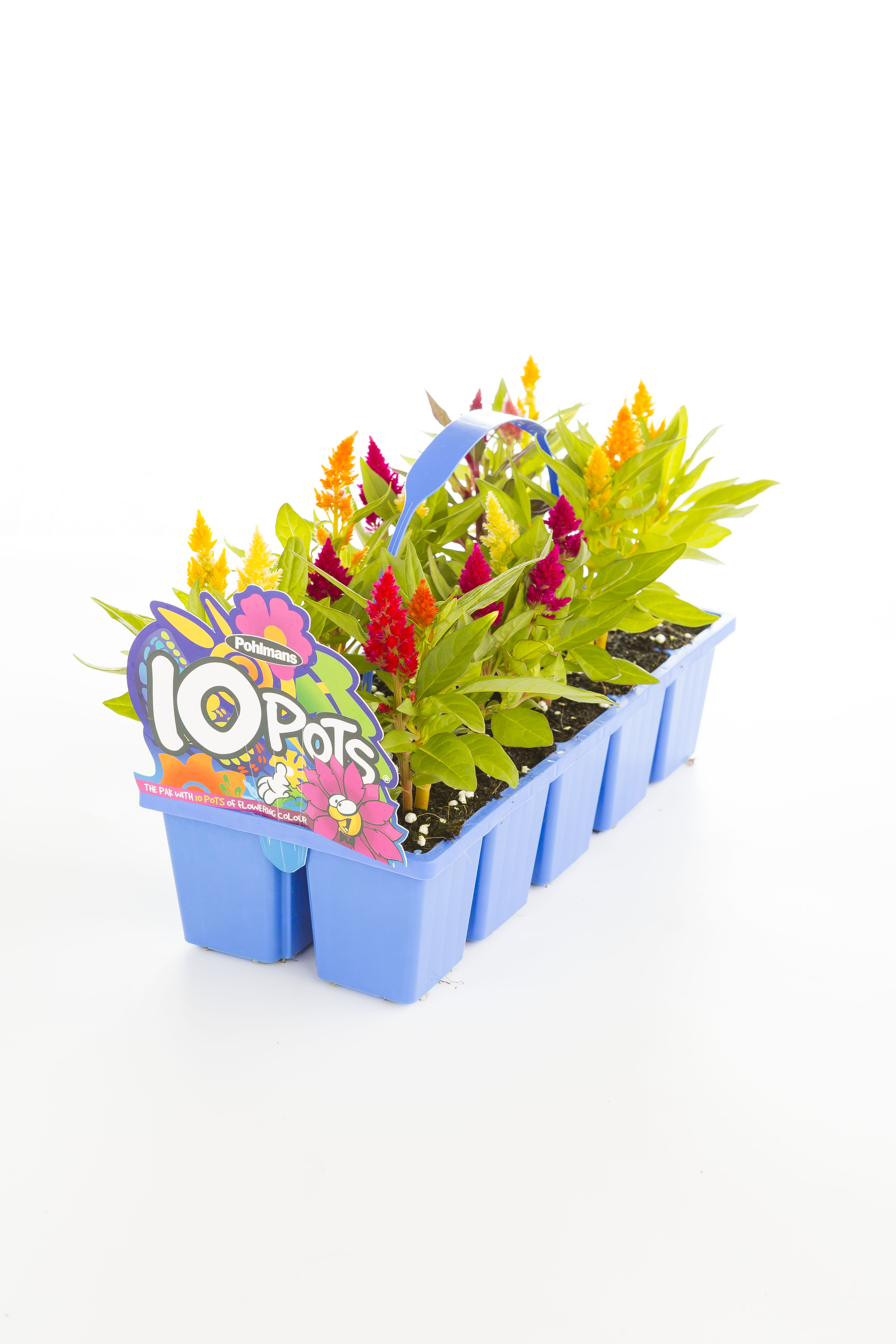 10 Pots Bunnings Warehouse