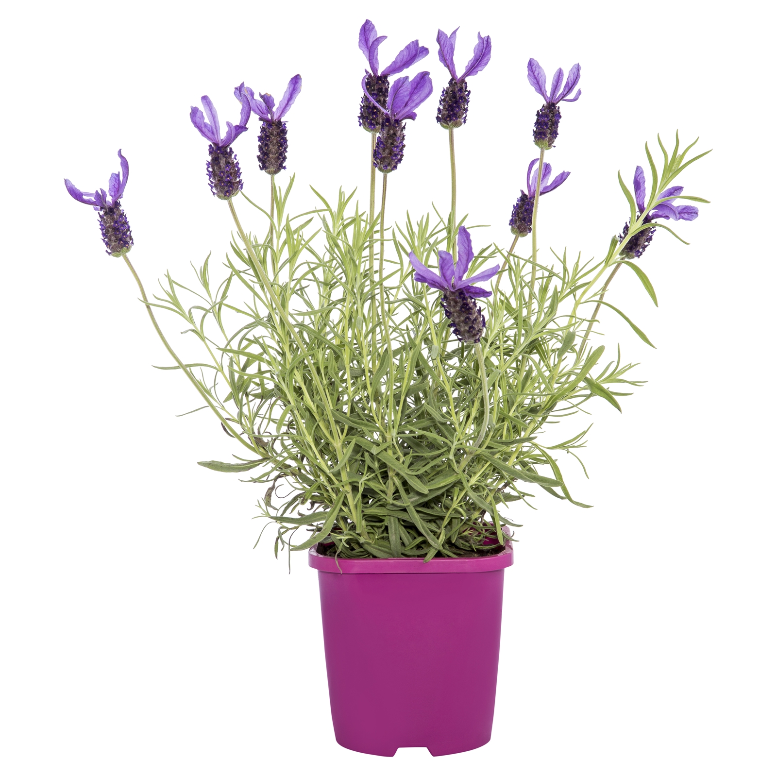 130mm Lavender Avonview - Lavandula | Bunnings Warehouse