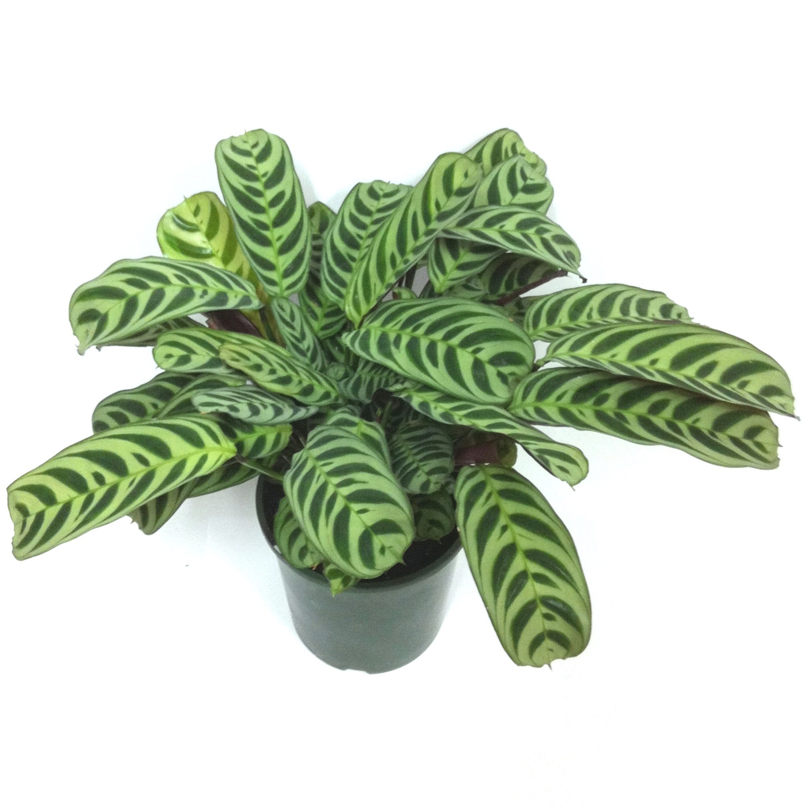 120mm Ctenanthe burle marxii | Bunnings Warehouse