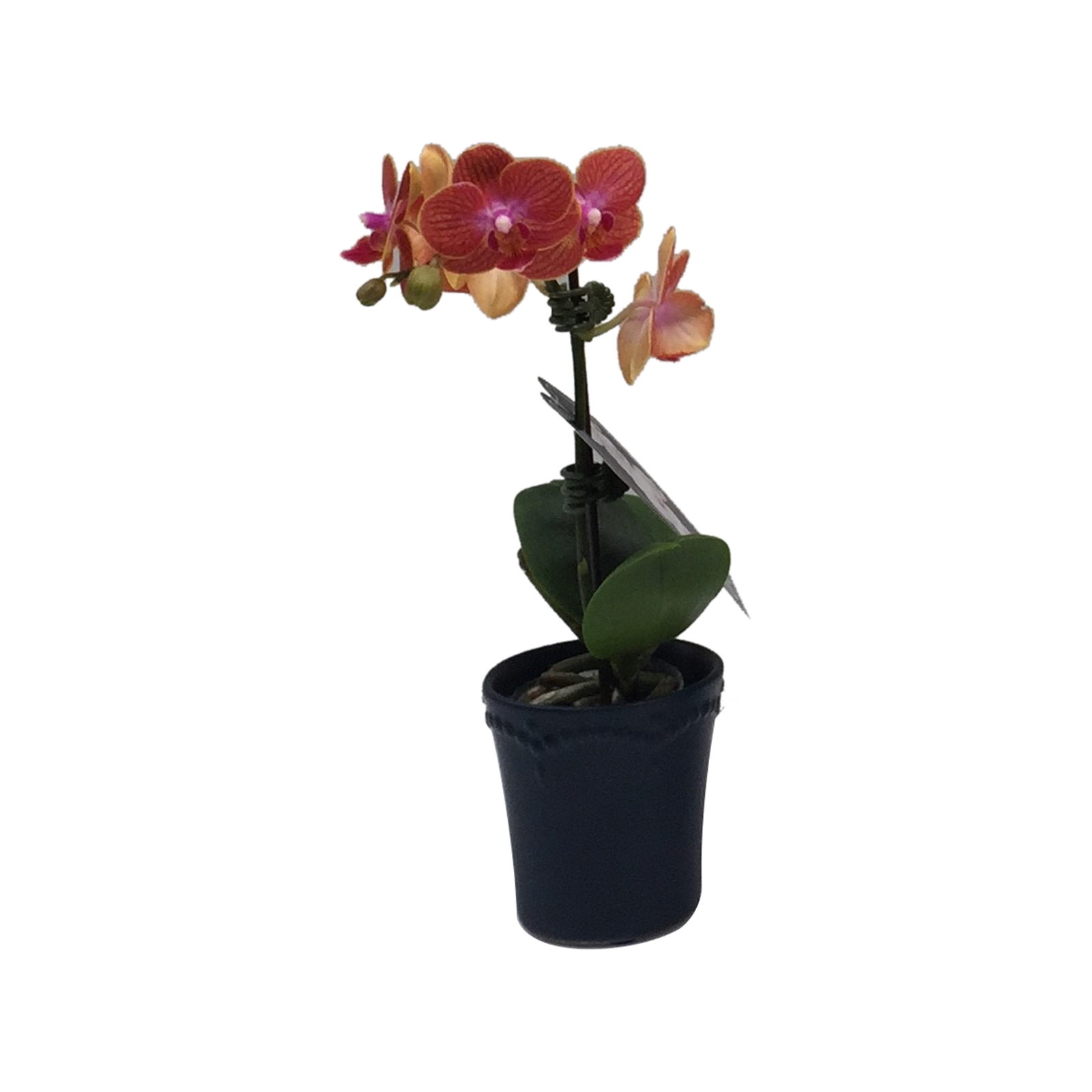 75mm Moth Orchid Phalaenopsis Bunnings Warehouse