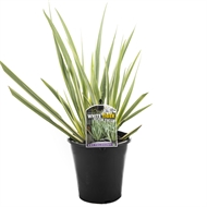 180mm Dietes White Tiger - Dietes iridioides White Tiger | Bunnings