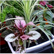  Indoor  Plants  Available At Bunnings  Warehouse