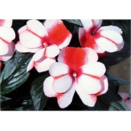 125mm Impatiens Hawkeri New Guinea Impatiens Red and White