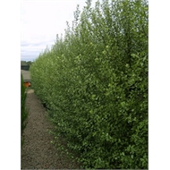 500mm Pittosporum tenuifolium Silver Sheen | Bunnings Warehouse