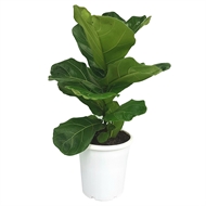 180mm Fiddle Leaf Fig Ficus Lyrata Bunnings Warehouse 180mm Fiddle Leaf Fig Ficus Lyrata