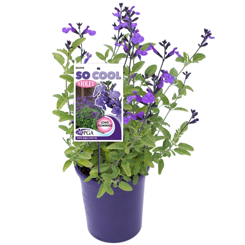 140mm So Cool Violet - Salvia | Bunnings Warehouse