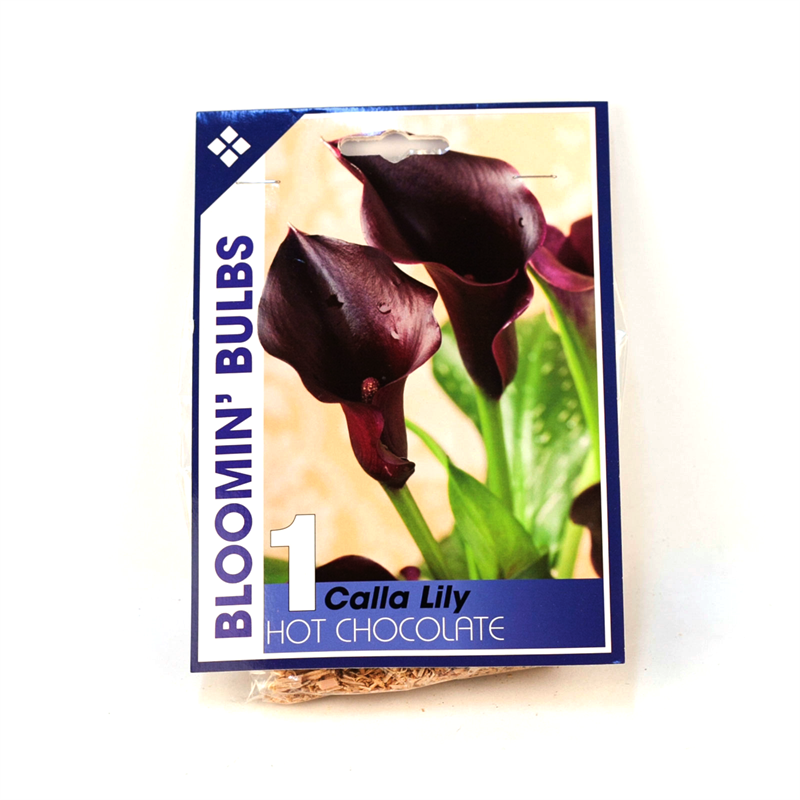 Bloomin' Bulbs Calla Lily 'Hot Chocolate' Bulb 1 Pack Bunnings