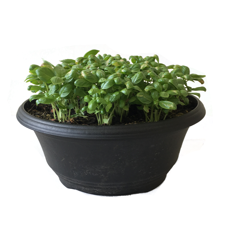 300mm Basil Bio Bowl Ocimum basilicum Bunnings Warehouse