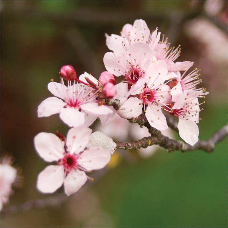 250mm Prunus Nigra Flowering Cherry Plum Bunnings Warehouse