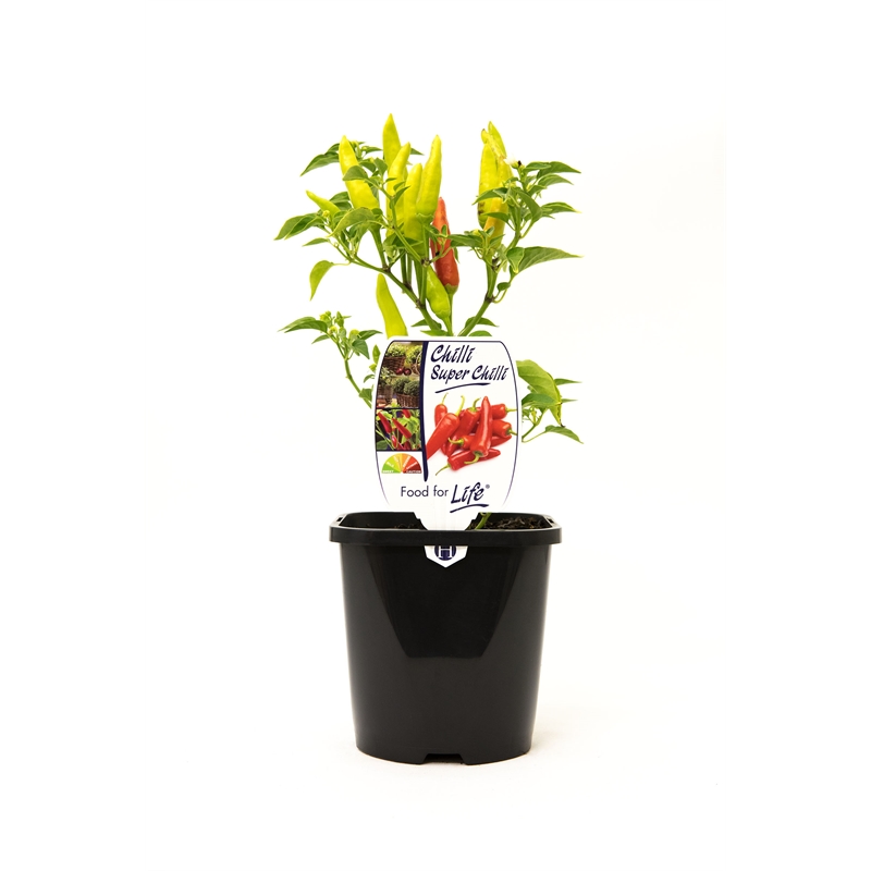 125mm Chilli Super Chilli Capsicum annuum Bunnings Warehouse