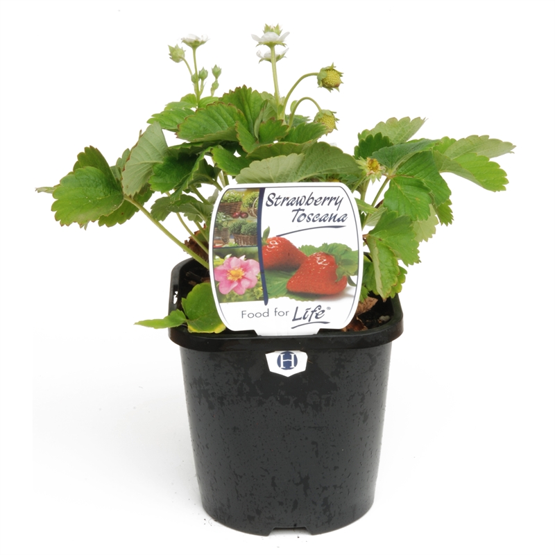 125mm Toscana Strawberry - Fragaria ananassa | Bunnings Warehouse