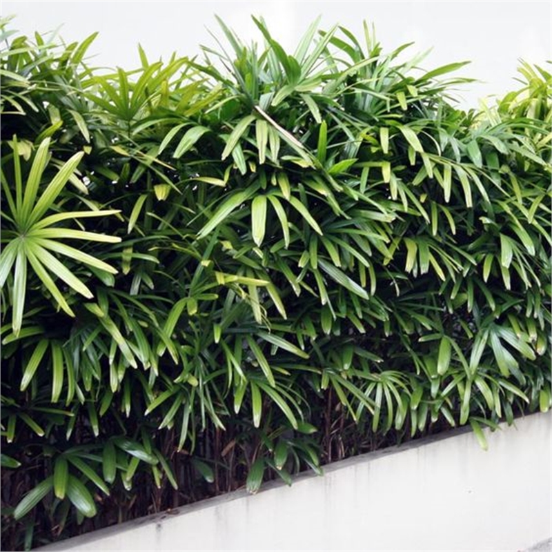 250mm Palm Assorted Rhapis Palm Bunnings Warehouse