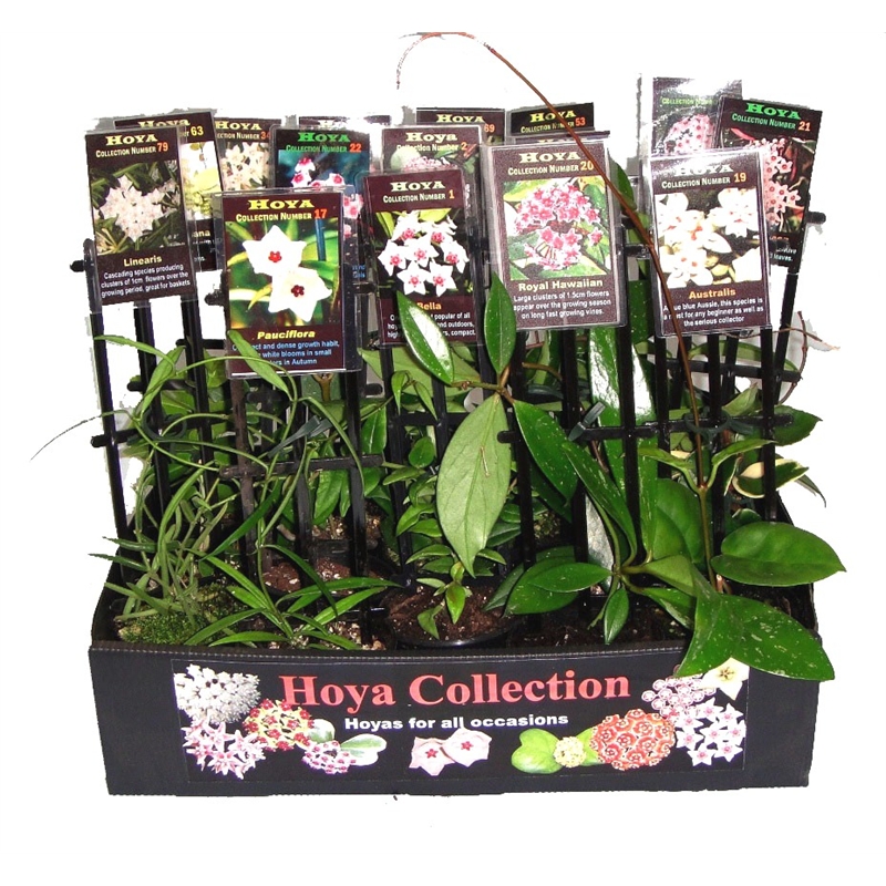 80mm Assorted Hoya Bunnings Warehouse