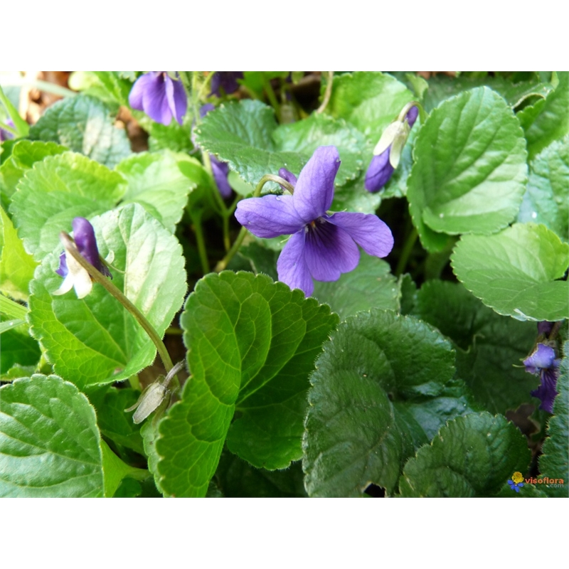 140mm Purple Violet Viola odorata Bunnings Warehouse