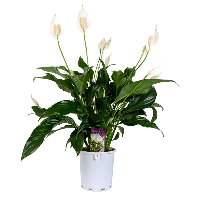 Image result for peace lily