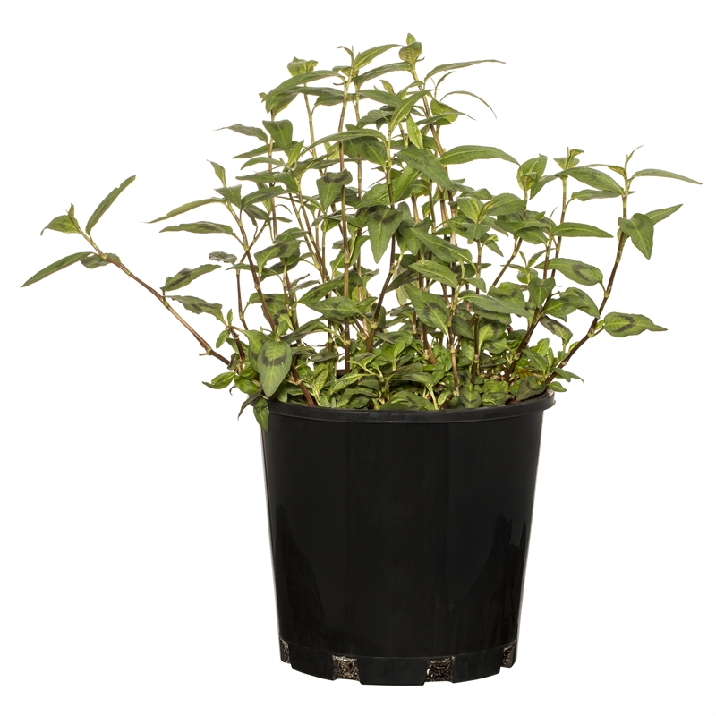 200mm Cut & Cook Assorted Herbs Bunnings Warehouse