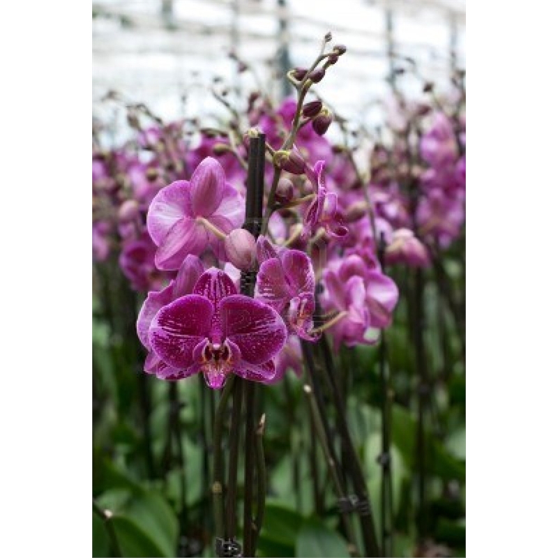 105mm Small Phalaenopsis Orchid Bunnings Warehouse