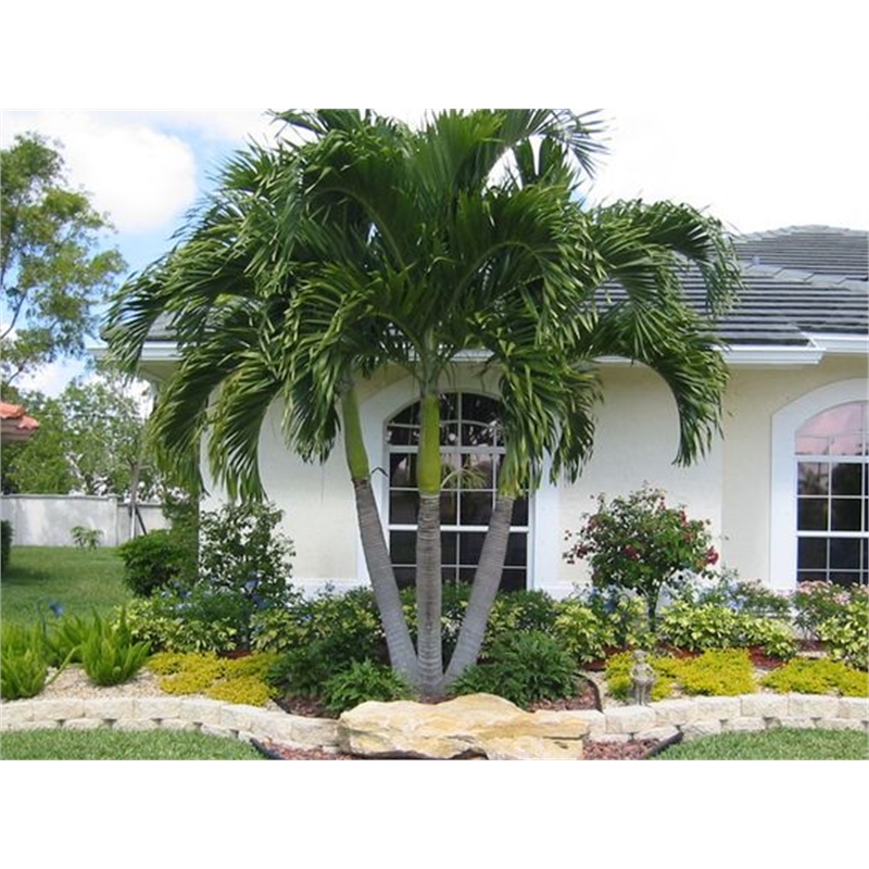 200mm Alexander Palm Archontophoenix alexandere Bunnings Warehouse