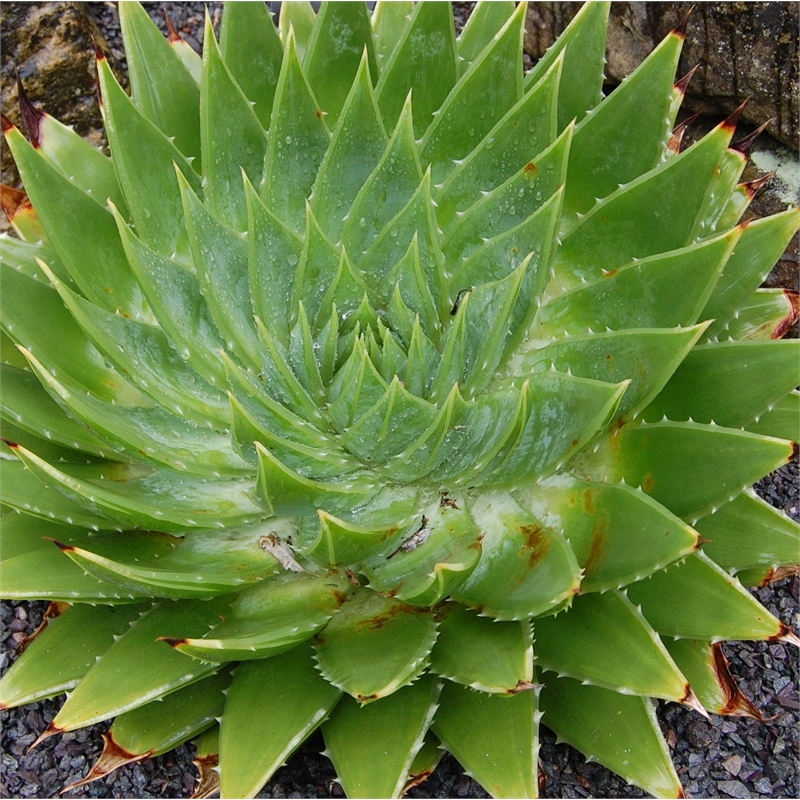 Spirális Aloe (Aloe Polyphylla) termesztése és ápolása