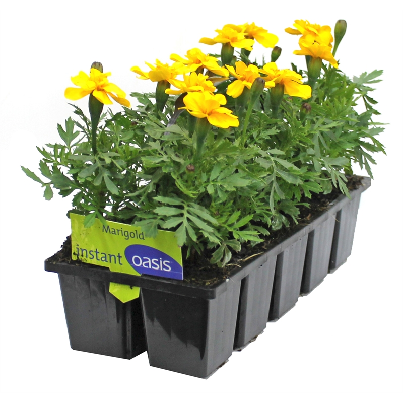 2535cm Marigold Yellow Tagetes patula 10 cell Bunnings Warehouse