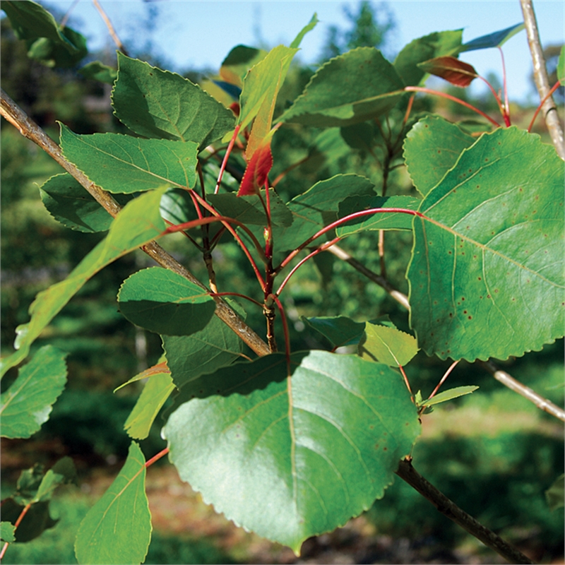 Our Range The Widest Range of Tools, Lighting & Gardening Products