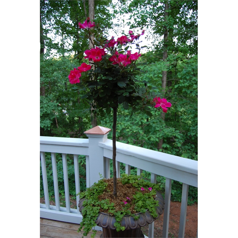 Our Range The Widest Range of Tools, Lighting & Gardening Products