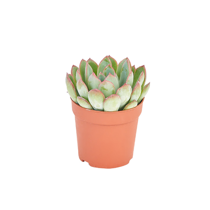 65mm Assorted Succulent Plants | Bunnings Warehouse