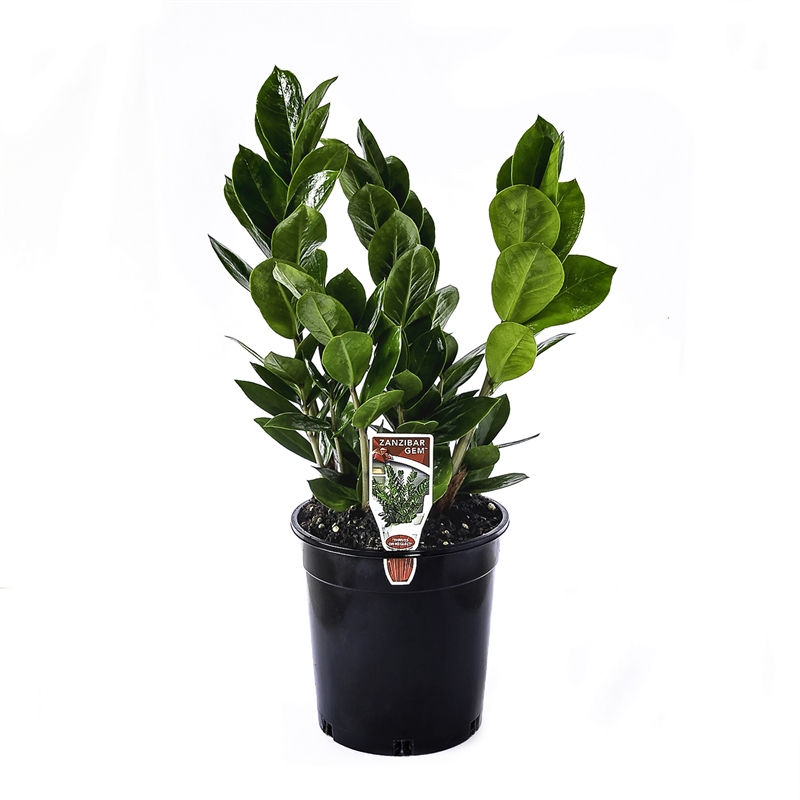 140mm Zanzibar Gem Zamioculcas zamiifolia Bunnings Warehouse