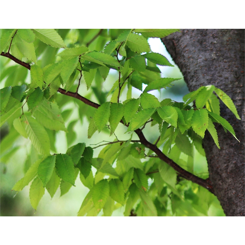 150L Japanese Elm Mushashino - Zelkova mushashino | Bunnings Warehouse