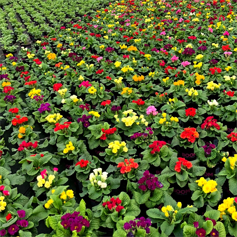 140mm Potted Colour Assorted Varieties Bunnings Warehouse