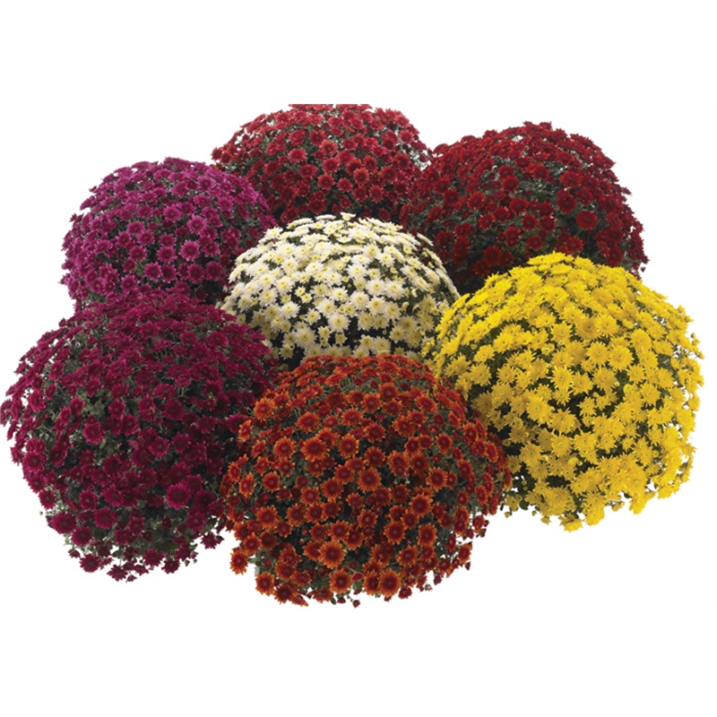 140mm Chrysanthemum Avalon  Bunnings Warehouse