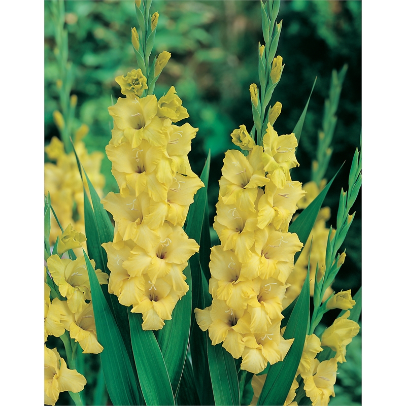 Bloomin Bulbs Gladioli Yellow 5 Pack Bunnings Warehouse