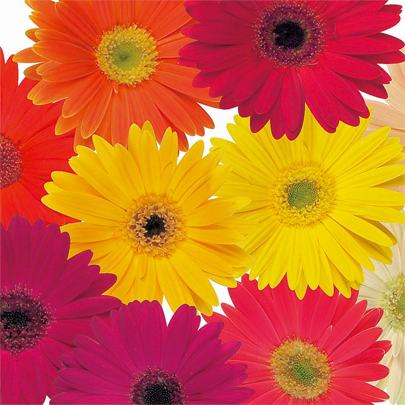 Our Range The Widest Range of Tools, Lighting & Gardening Products