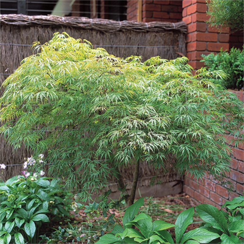 Plantbare Root Short Maple Acer Dissectum Sekimori