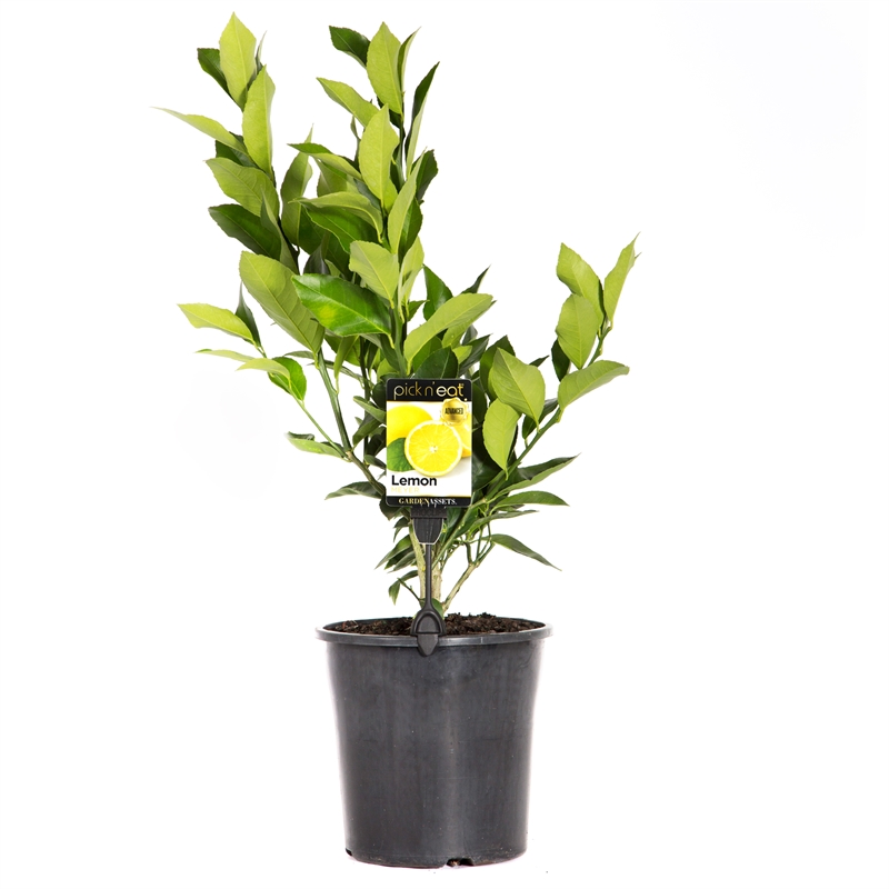 200mm Lemon Meyer - Citrus limon Sinensis | Bunnings Warehouse