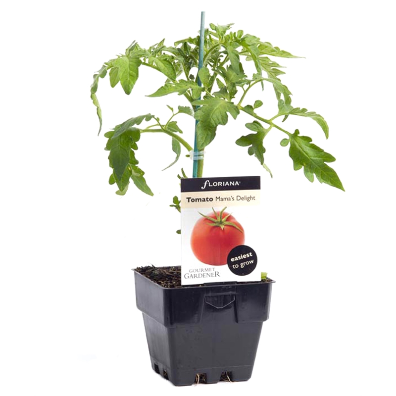 100mm Tomato Mamas Delight - Lycopersicum esculentum | Bunnings Warehouse