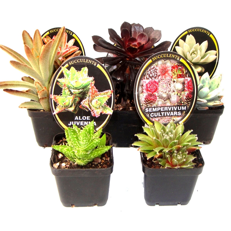 70mm Assorted Succulents | Bunnings Warehouse