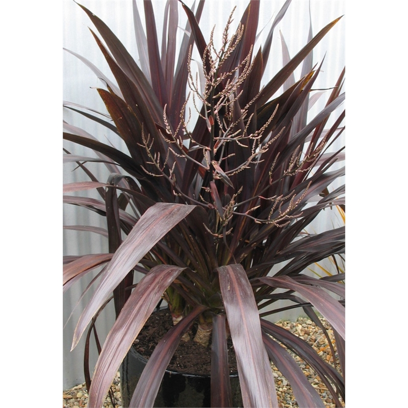 200mm Cordyline Renegade I/N 3821753 | Bunnings Warehouse