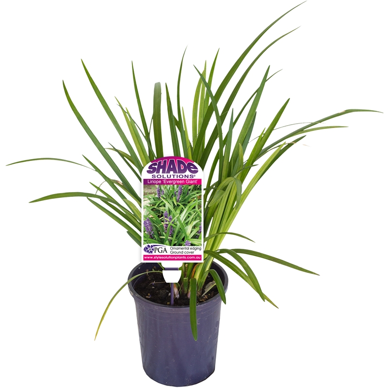 140mm Liriope Evergreen Giant Liriope Muscari Bunnings Warehouse