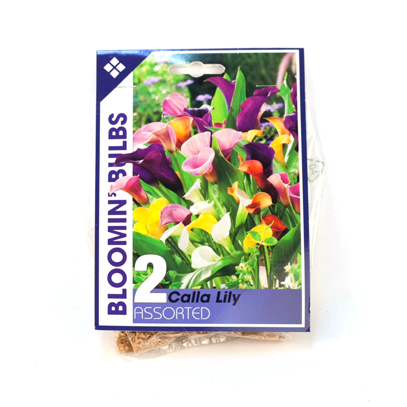 Bloomin' Bulbs Calla Lily Bulbs 2 Pack Bunnings Warehouse