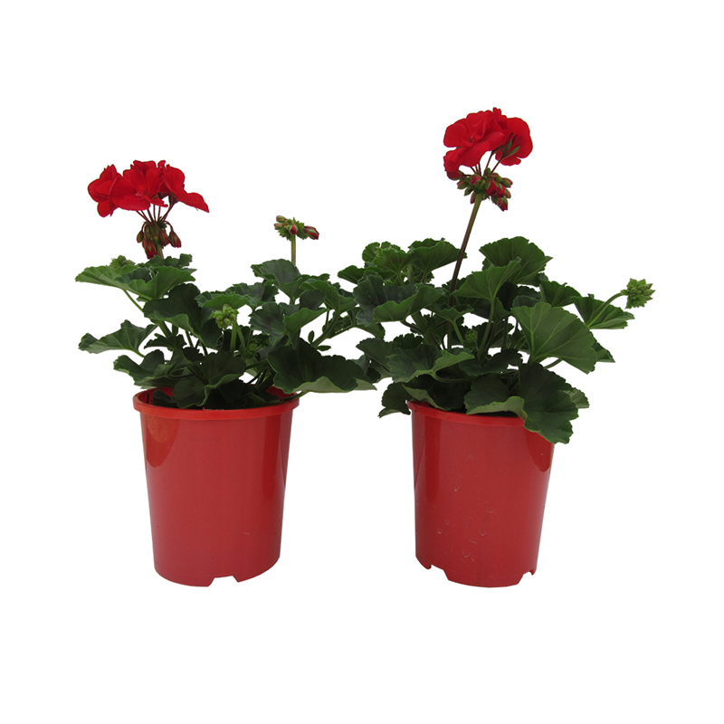 140mm Pelargonium Little Red - Pelargonium interspecific | Bunnings ...