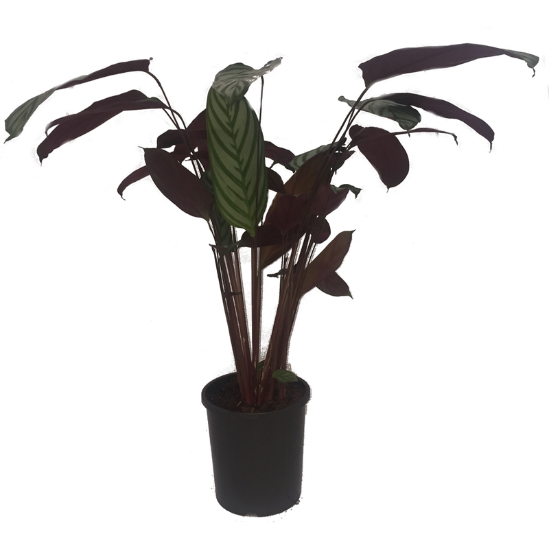 170mm Decorative Indoor Plants Bunnings Warehouse