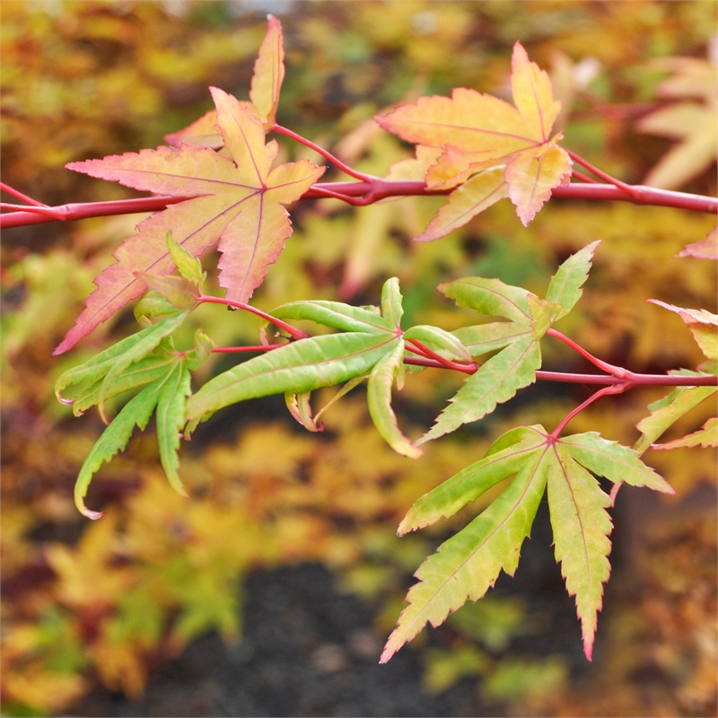 45L Sango Kaku Coral Bark Maple - Acer palmatum | Bunnings Warehouse