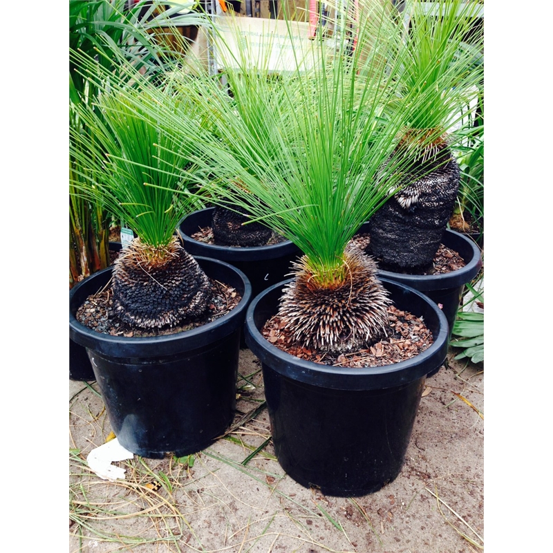 250mm Xanthorrhoea Grass Tree B I/N 3720450 Bunnings Warehouse