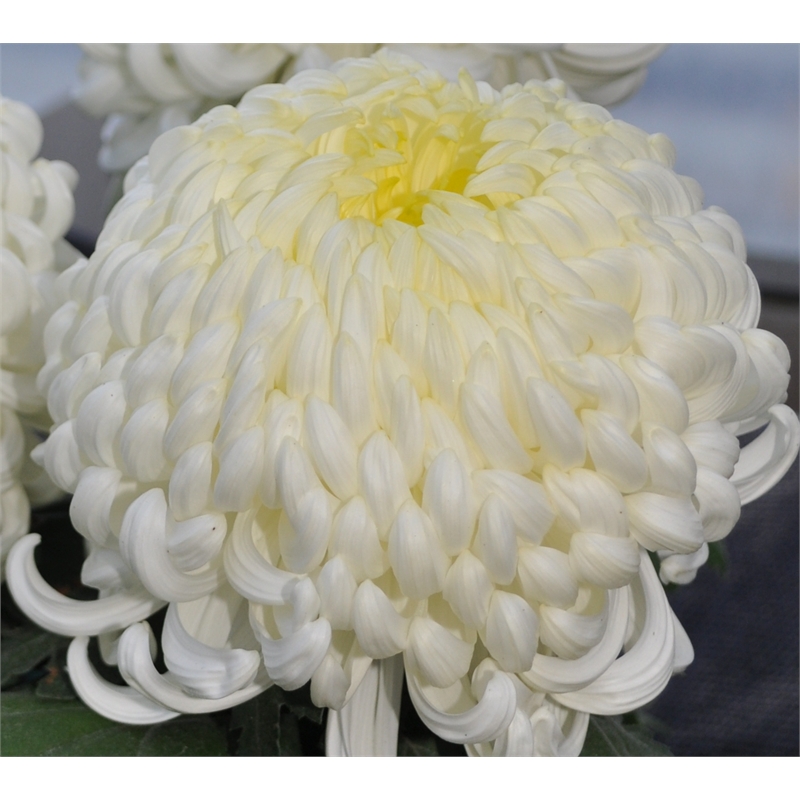 170mm Chrysanthemum Disbud