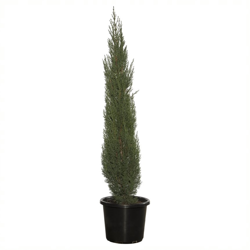 400mm Pencil Pine Cupressus sempervirens glauca Bunnings Warehouse