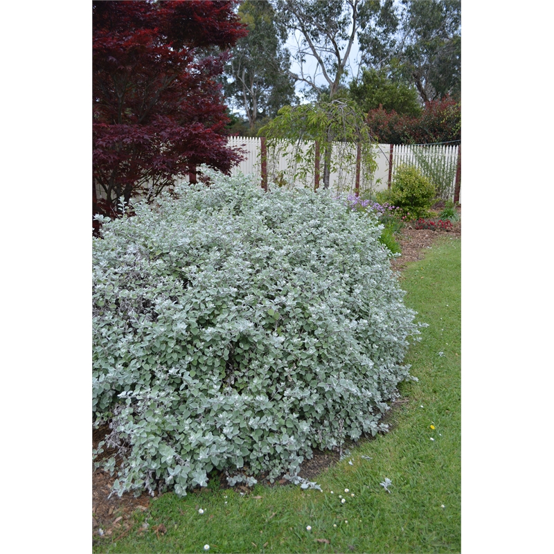 140mm Hi Ho Silver Helichrysum petiolare Bunnings Warehouse