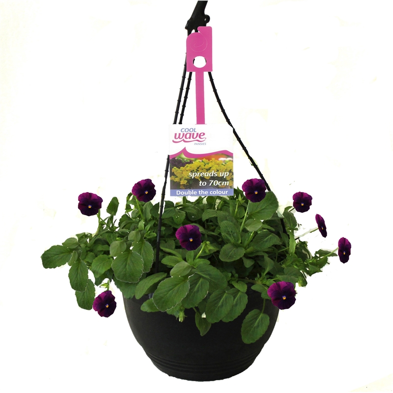 200mm Cool Wave Pansy Purple Hanging Basket Viola wittrockiana