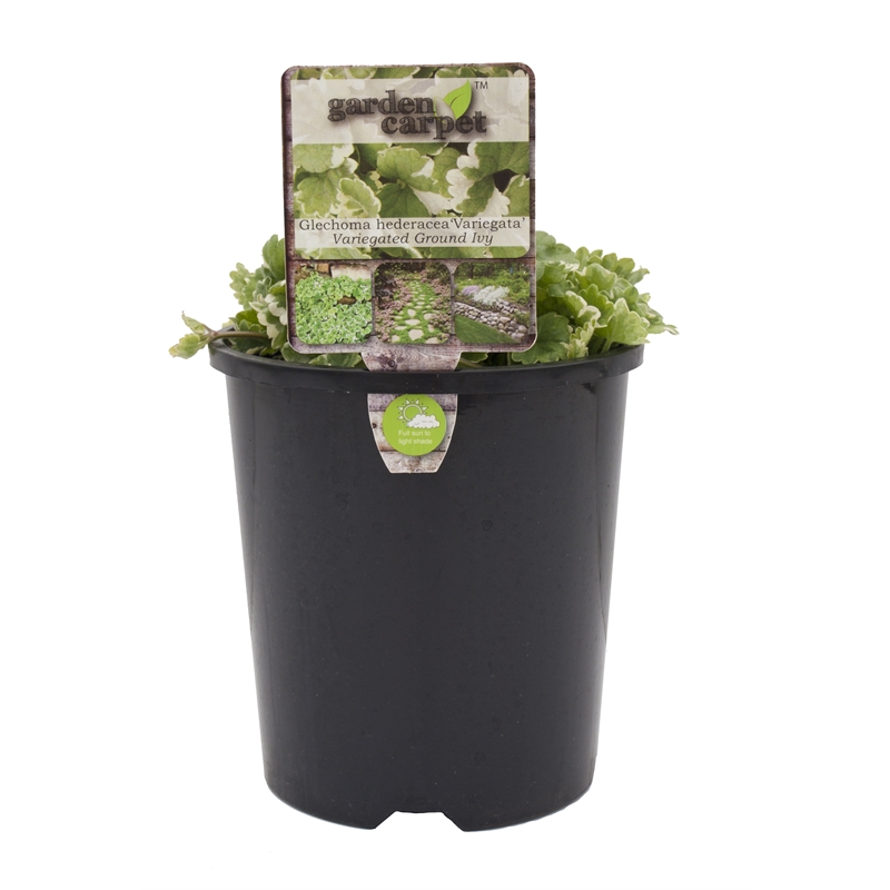 Ground Cover Plants Available At Bunnings Warehouse