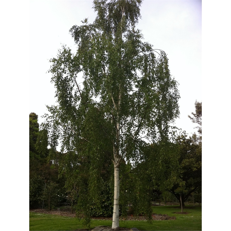 Plant-betula 500mm Pendula Dalecarlica | Bunnings Warehouse